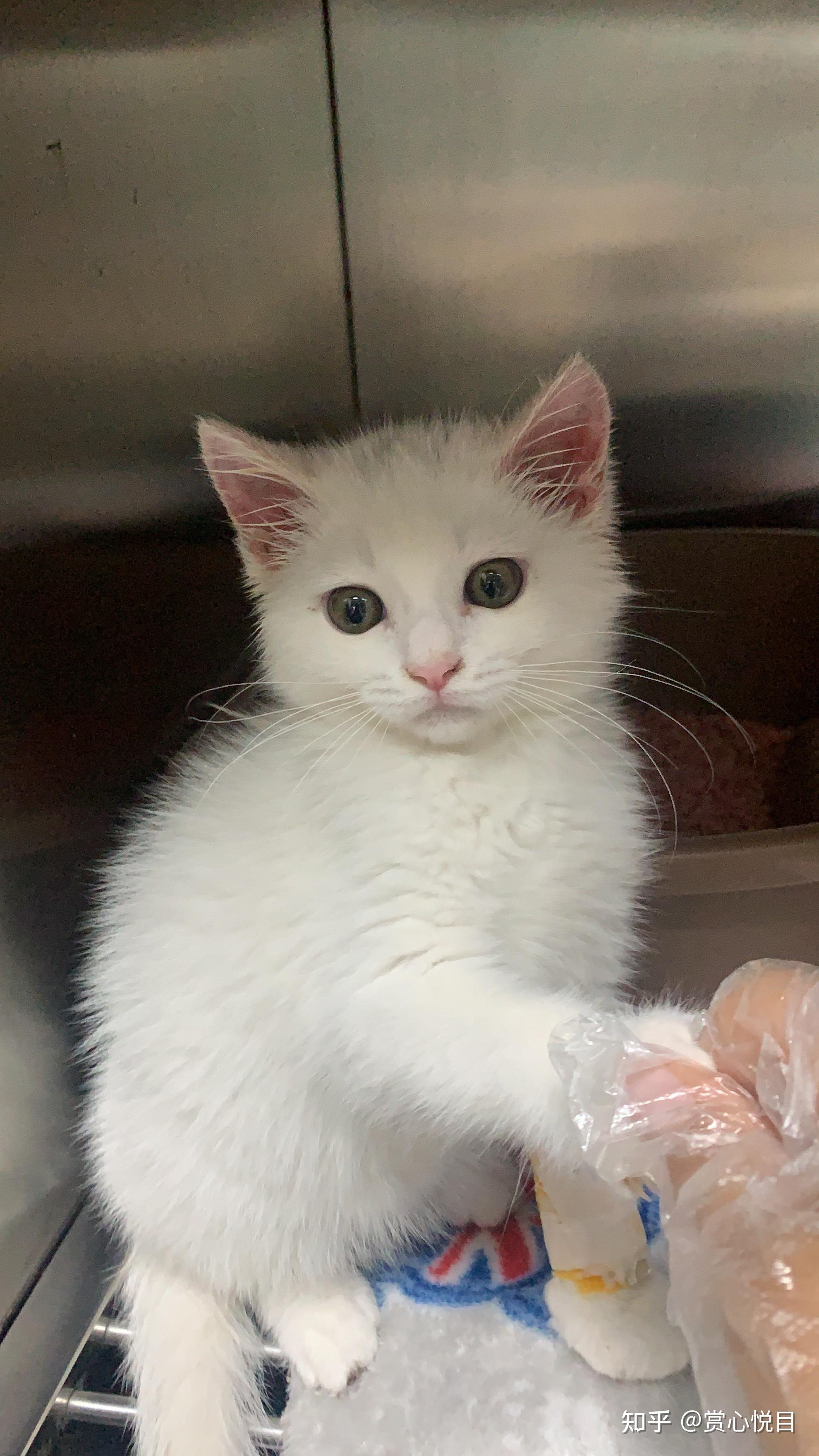 三个月英短白猫小y猫瘟治疗日记