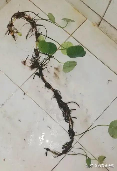 总结整理种植【碗莲】注意事项