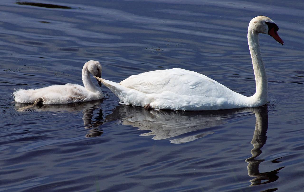 鸟儿迁徙的奇观