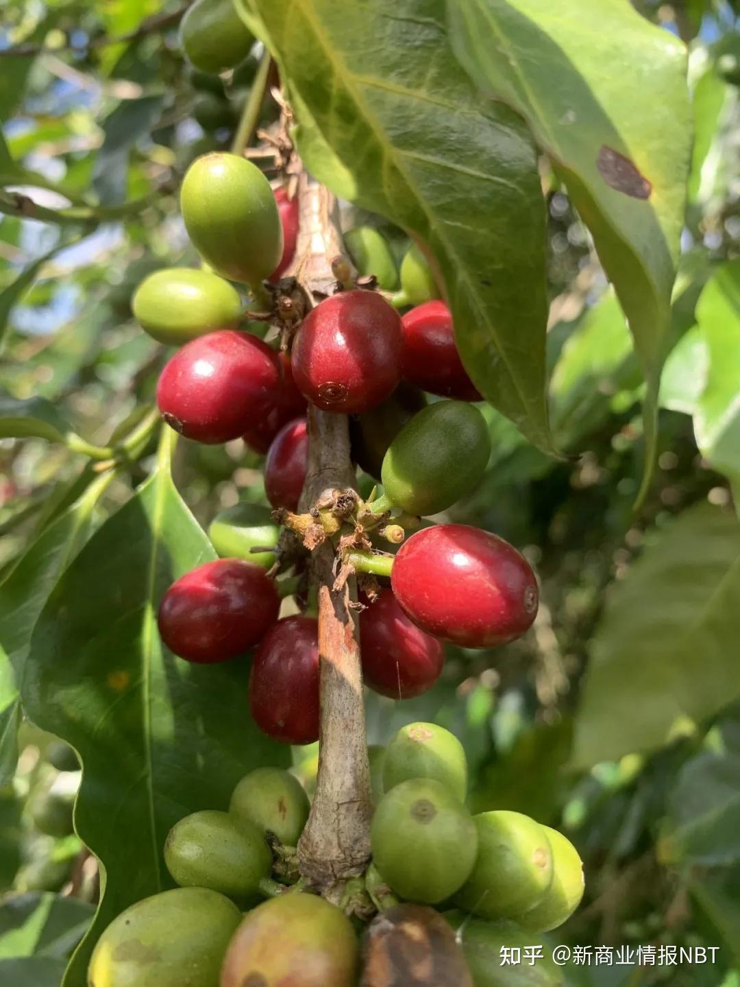 中国咖啡新时代,京东京造的「云南答案」