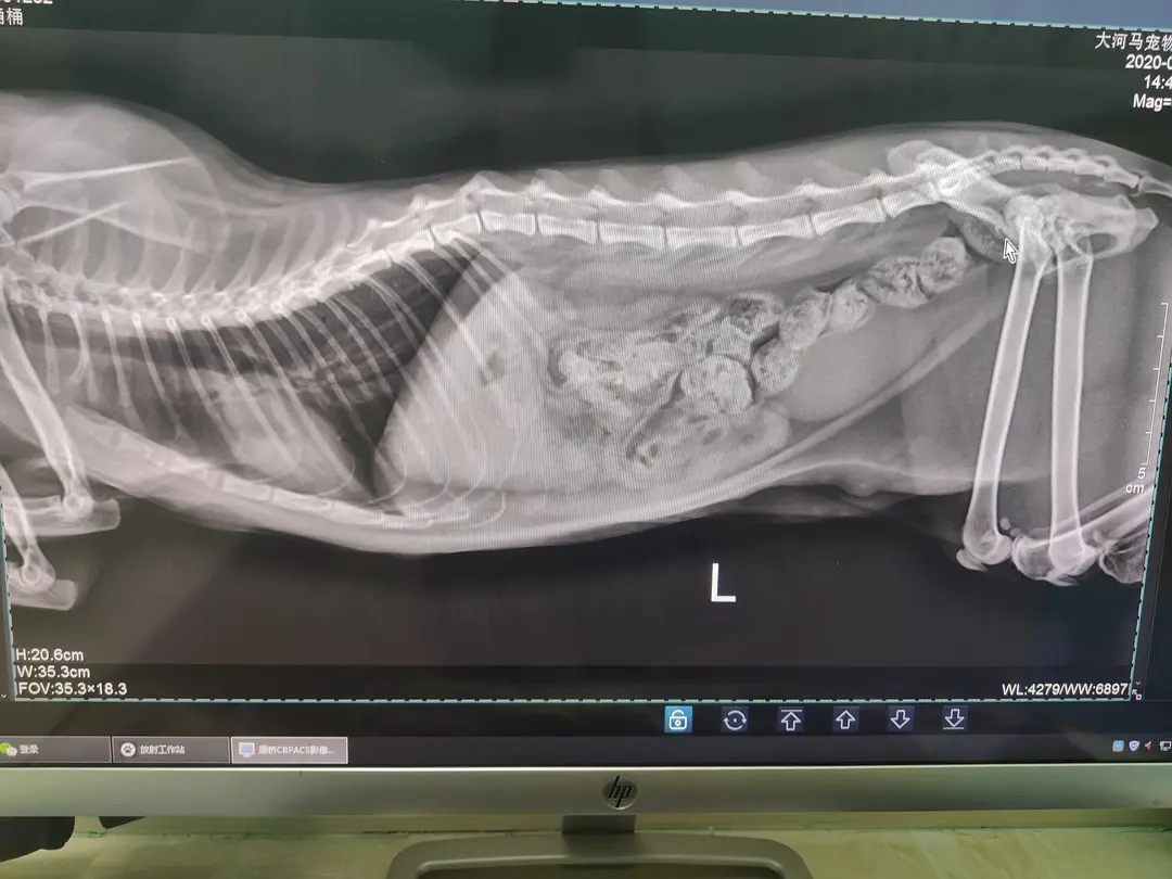 猫肺炎x光图片图片