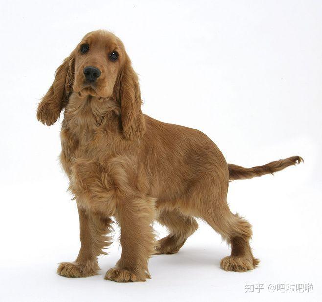 英国可卡犬 - 知乎