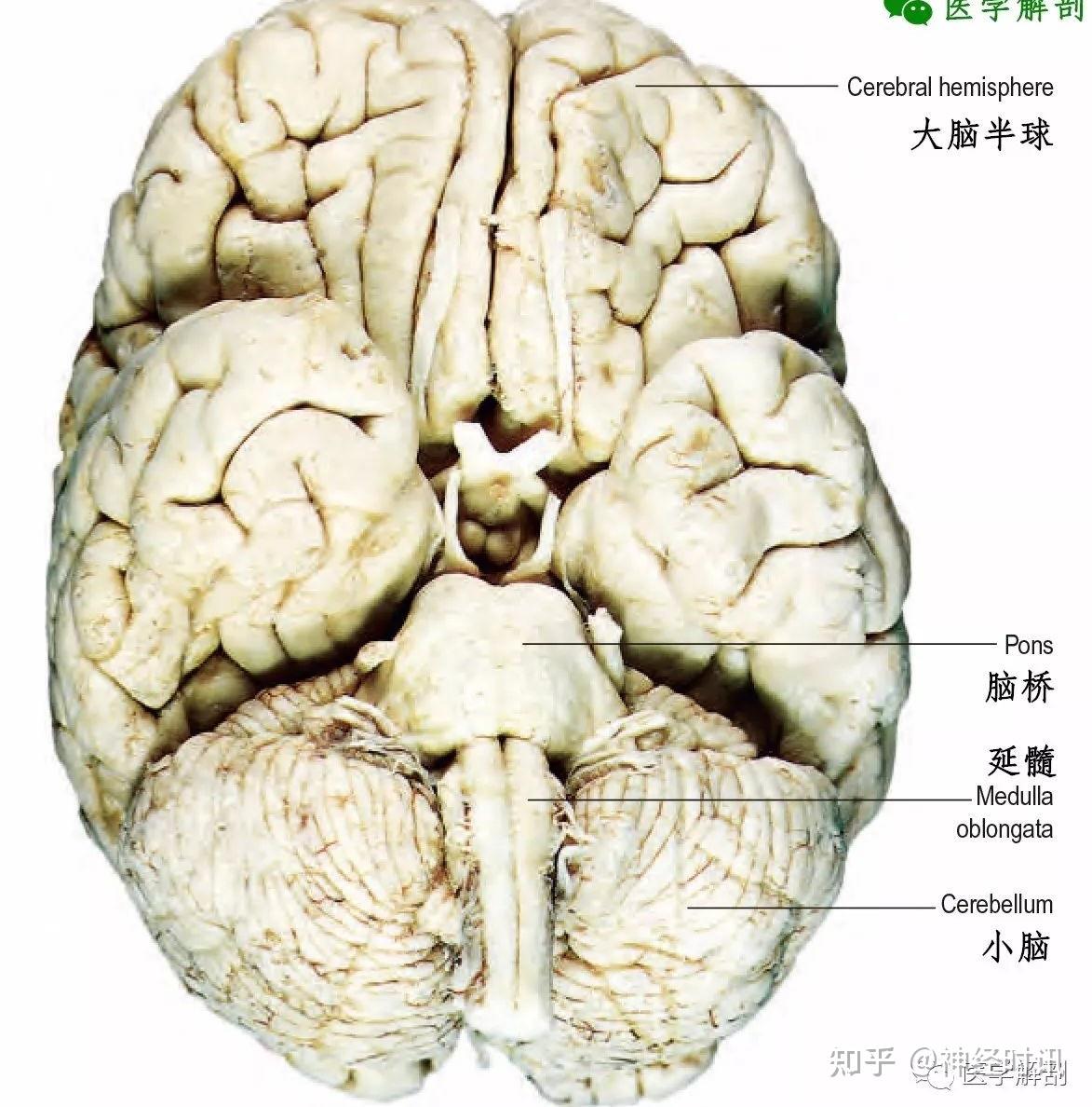 中枢神经系统 | 脑