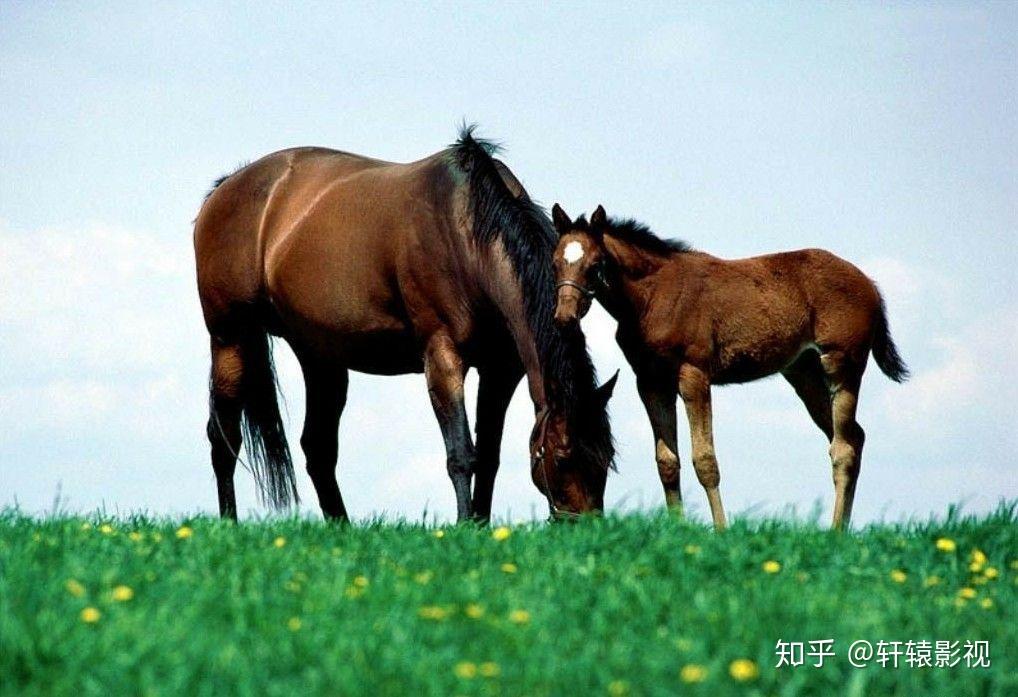 比如說雜交動物就有著不同的特徵,馬和驢結合生下的是騾子,不能生育的