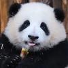 胖头汤姆
