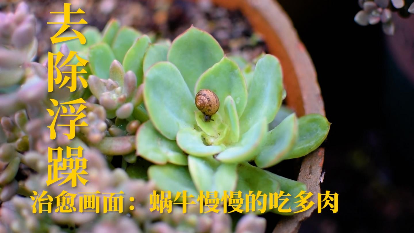 聊聊常见虫害 小黑飞 跳虫 蜗牛 可能是最弱的三种 知乎 聊聊常见虫害 小黑飞 跳虫 蜗牛 可能是最弱的三种 知乎