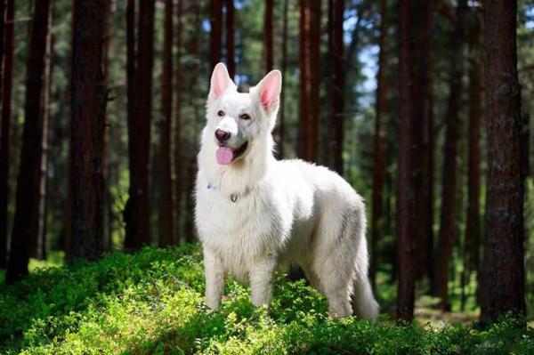  白色瑞士牧羊犬