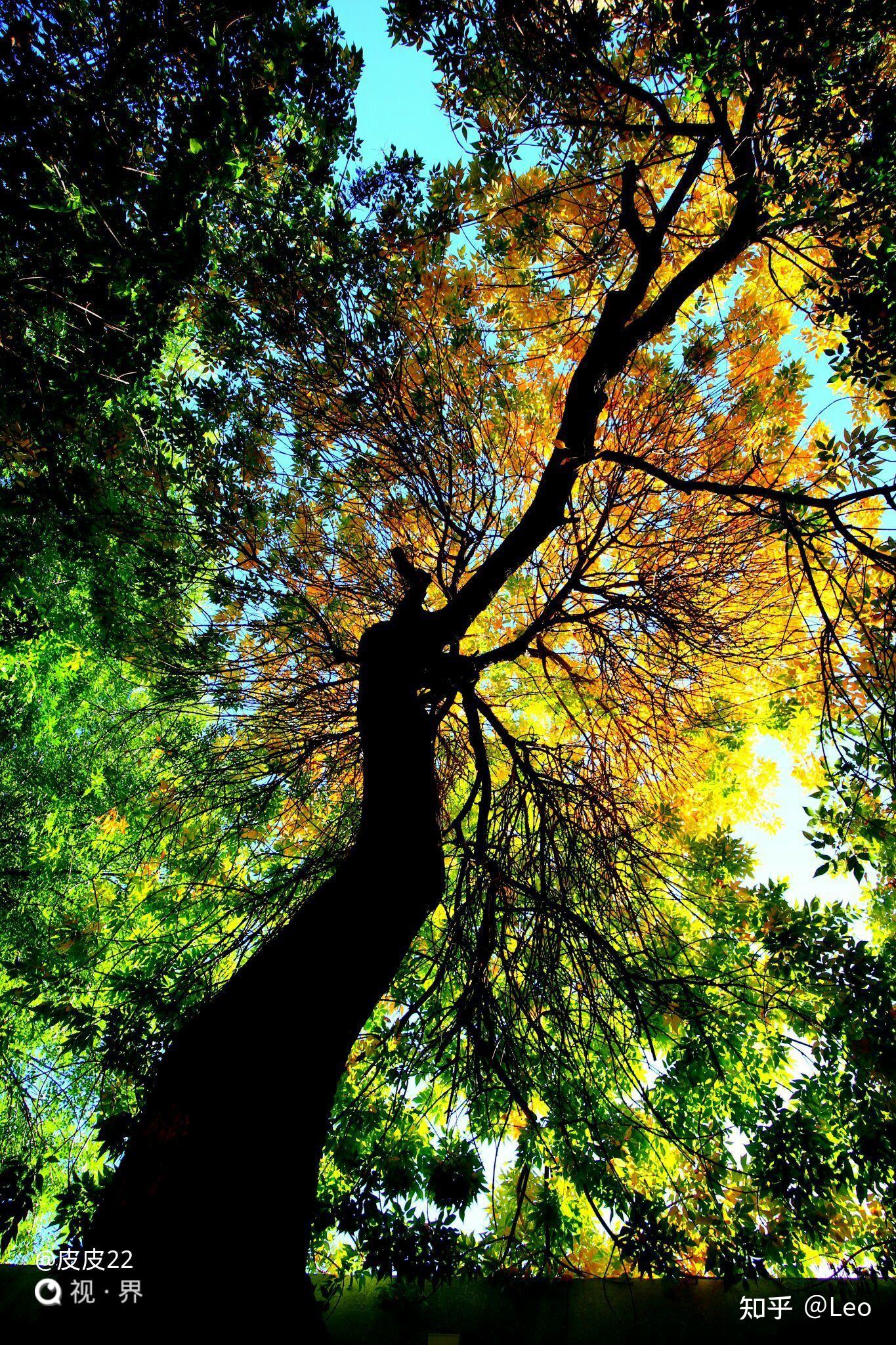 用什么角度拍树叶落下的瞬间? - 知乎