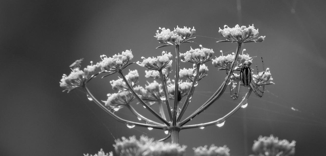 2. 莱地亩数换算