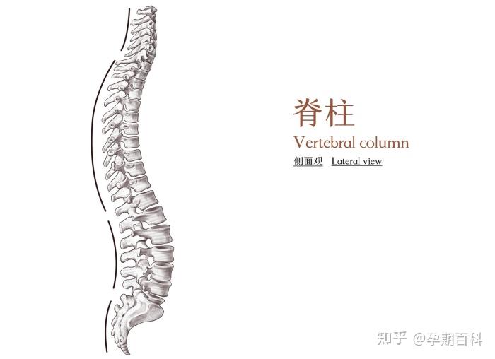 奚梦瑶产后脊柱错位女超模都无法避免普通孕妈怎么办