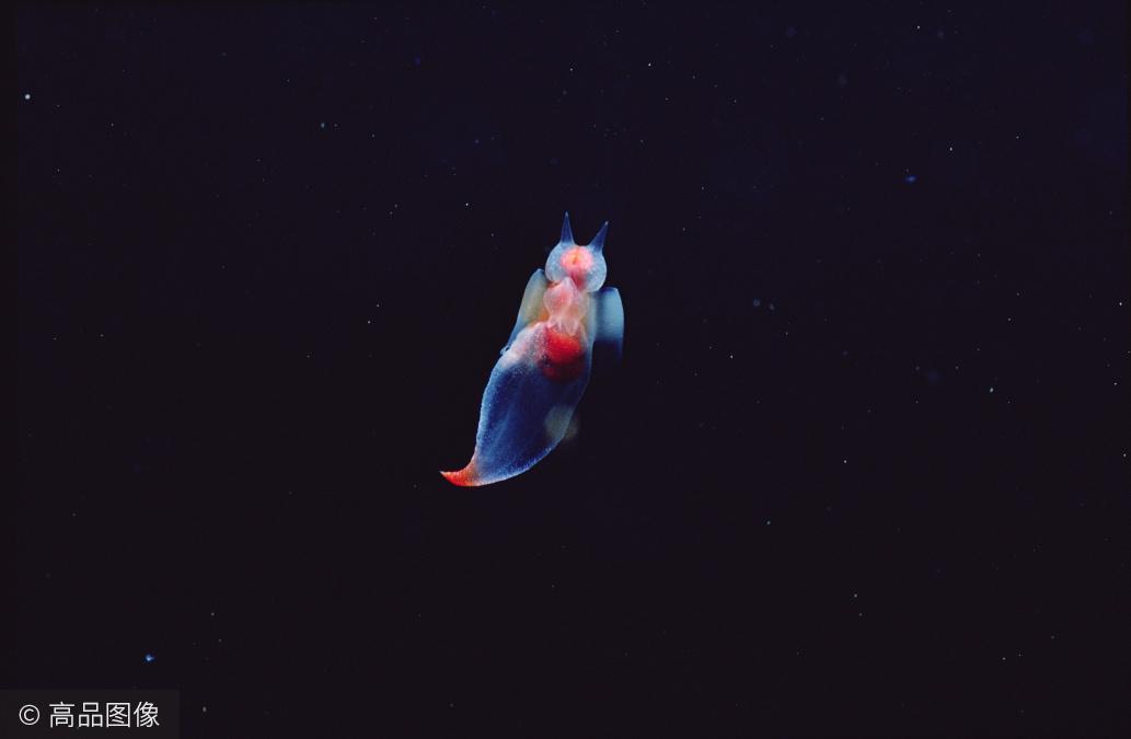 雌雄同体的冰海精灵，大海中的神秘天使，竟如此残忍 - 知乎