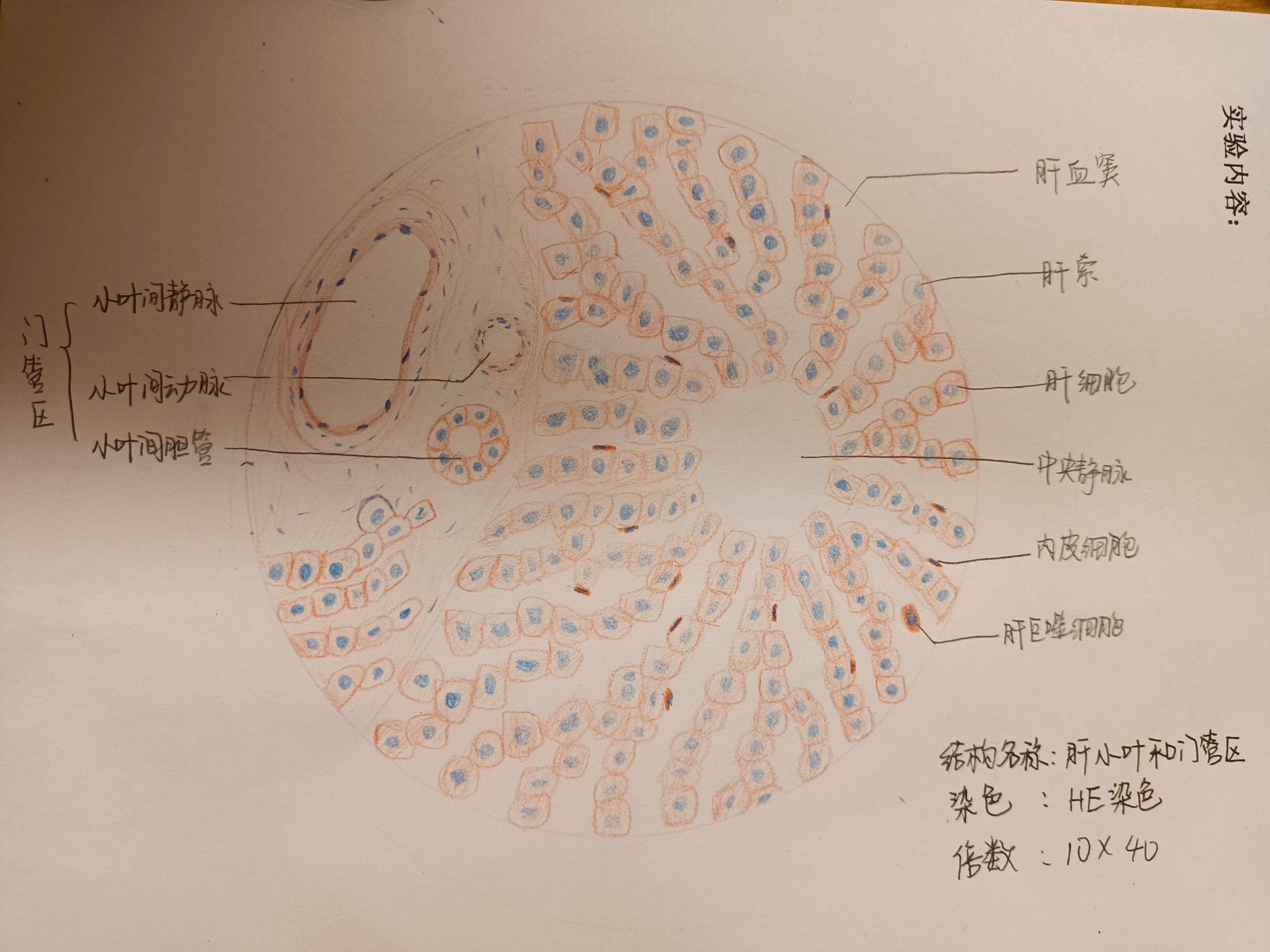 肝素描图片