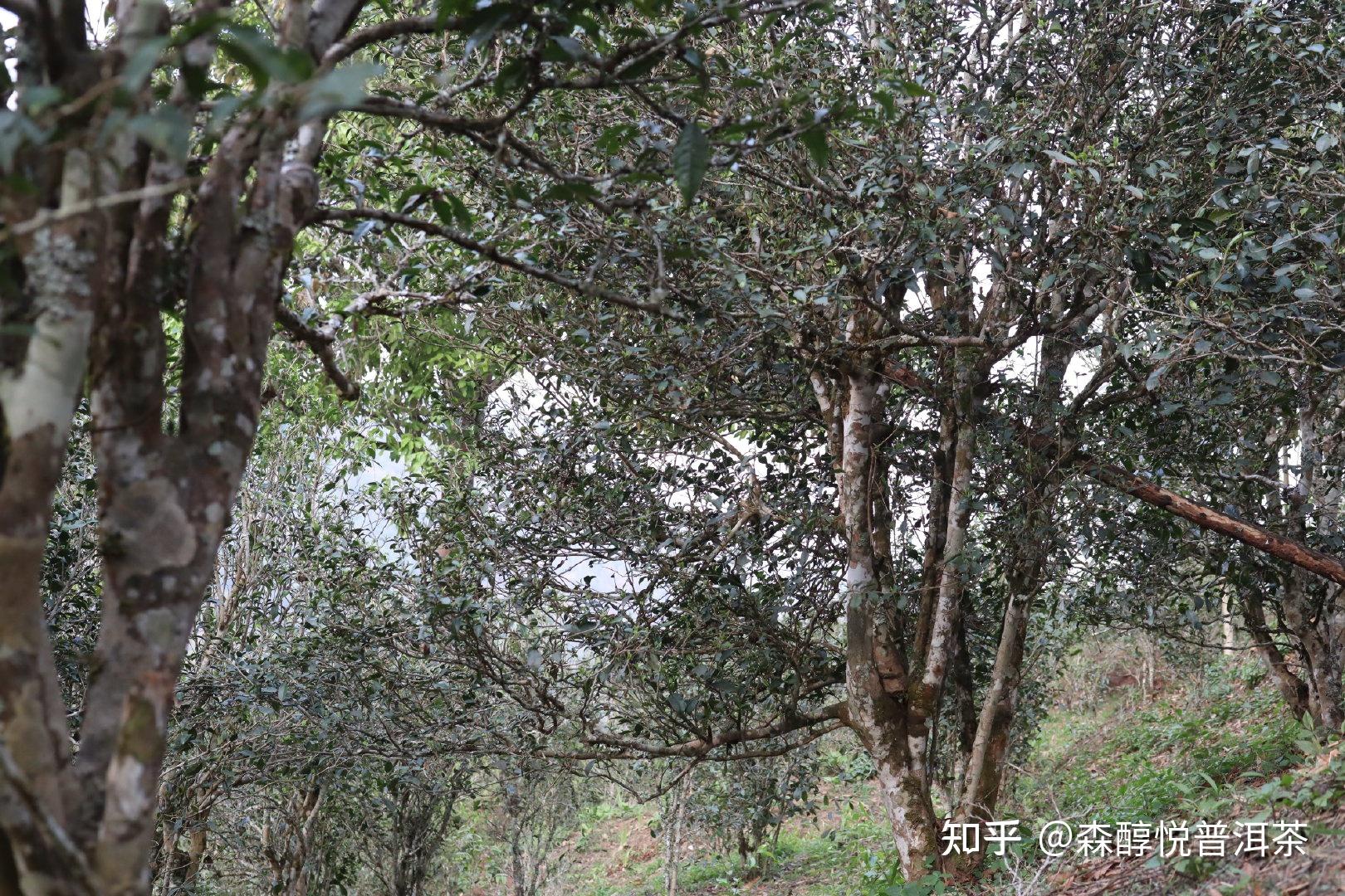 回甘快,生津好,幽香如兰,香甜度尤为突出,茶界中的"猫耳朵"就是出自于