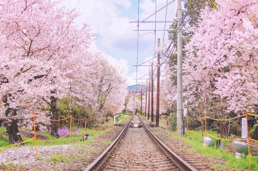 为何拖到最后没房才决定去日本看樱花来一波小众樱花地走起