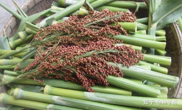 甜高粱一亩地能种一万棵,小伙拿来卖三元一节,还又肥了牛羊