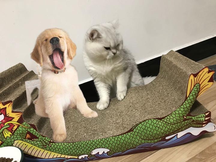 【猫片狗片】猫狗双全?哪儿那么容易 - 知乎