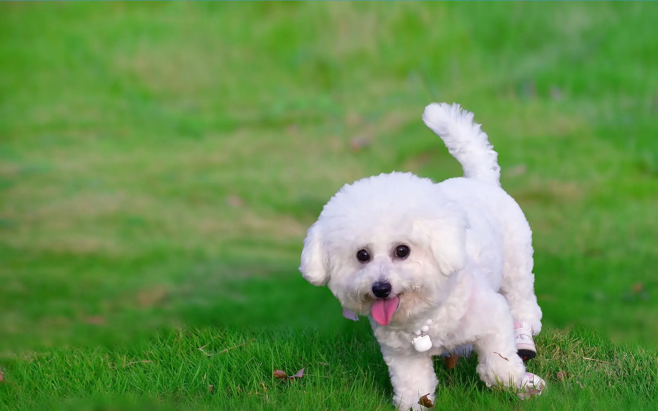 比熊犬5000元算贵吗? - 知乎