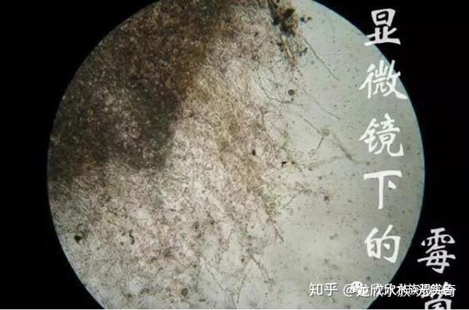 观赏鱼皮肤病之水霉