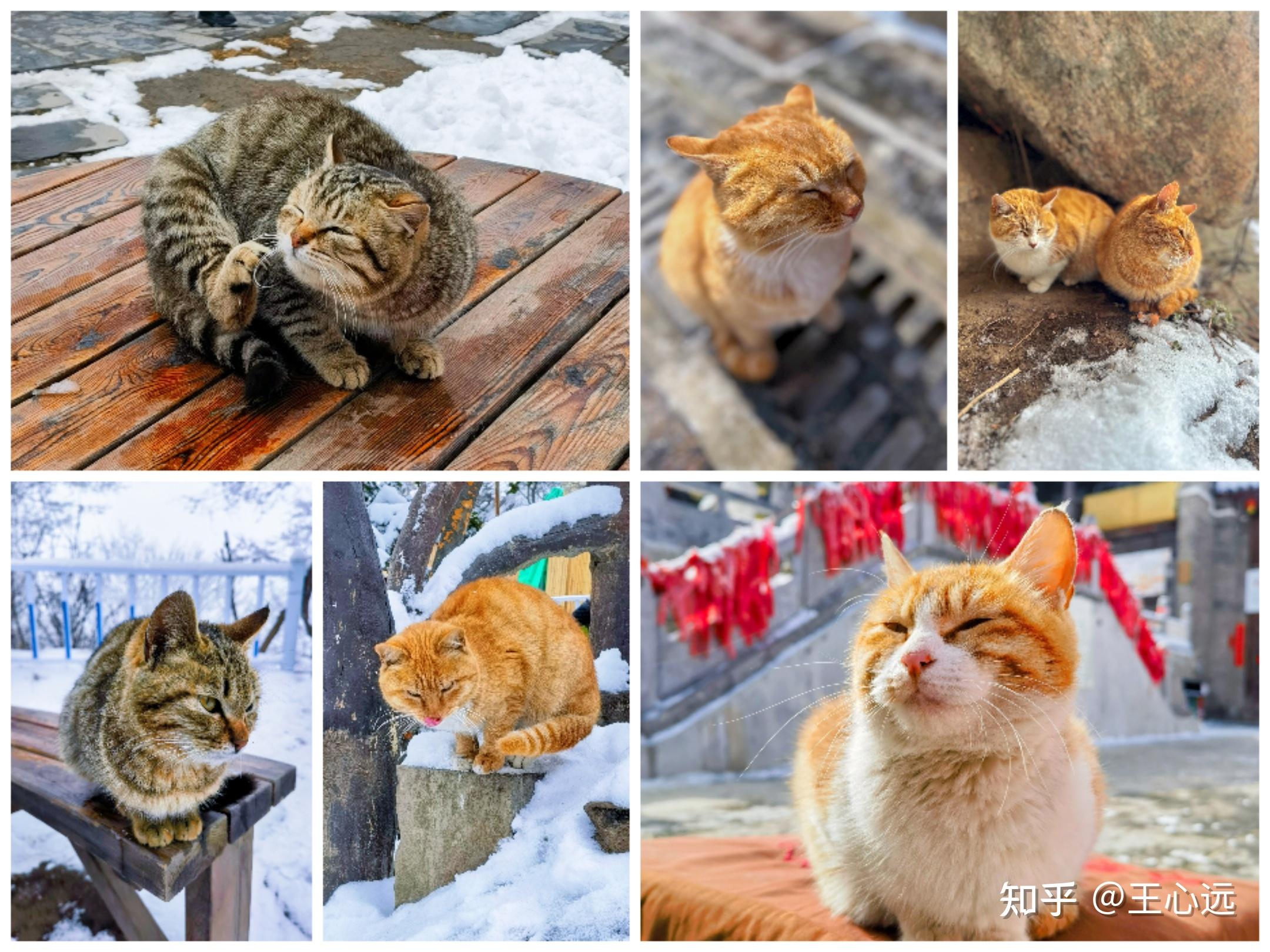 为什么白猫在流浪猫中间地位低? - 知乎