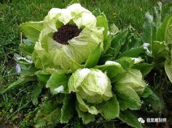 6000米的悬崖峭壁上,5年才开一朵花,极其珍稀,被誉为新疆濒危野生植物