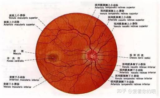 眼底照相(图三),oct检查都可以看到视神经,杯盘比