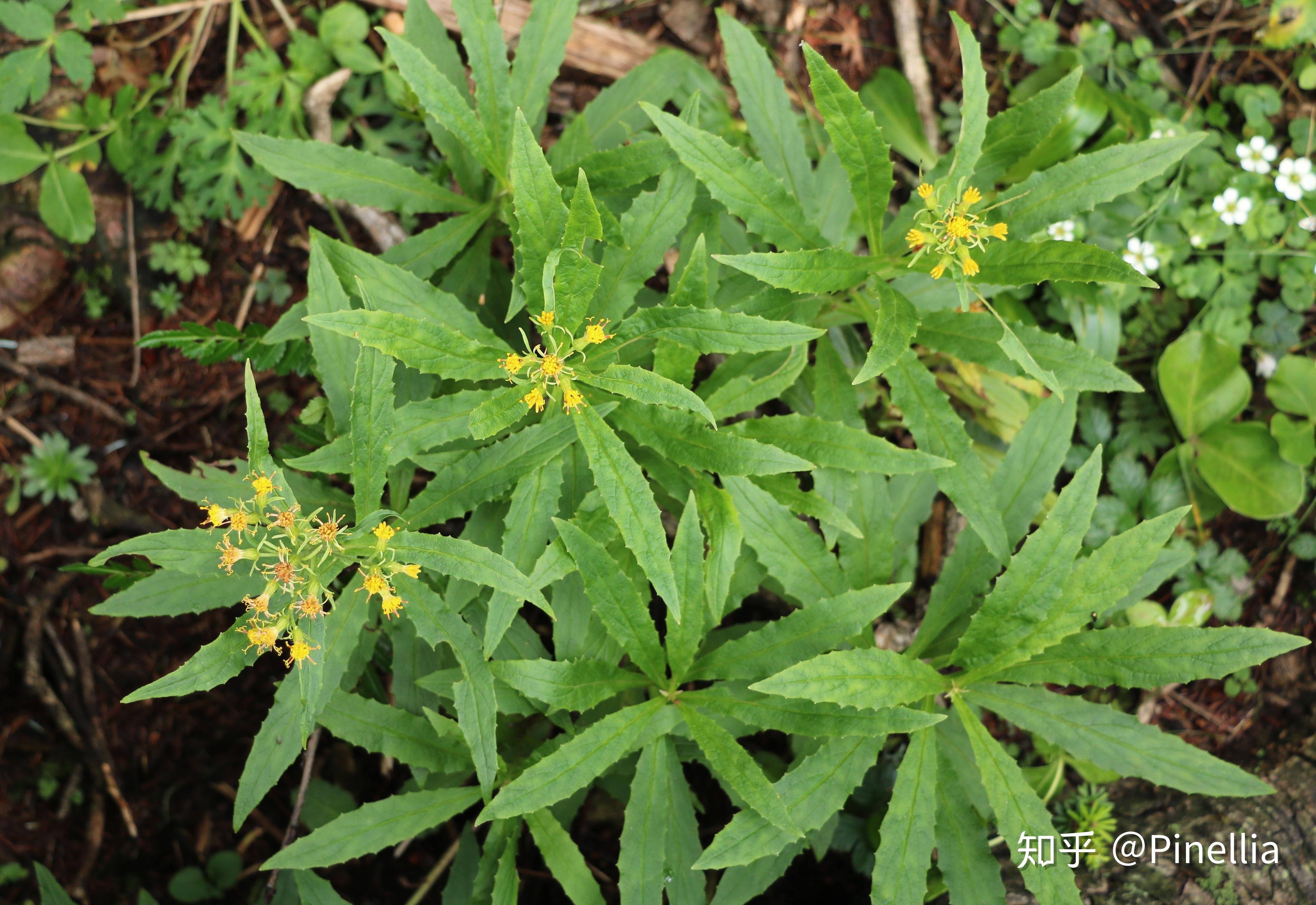 滇西北观花纪行其五// 苍山 - 知乎