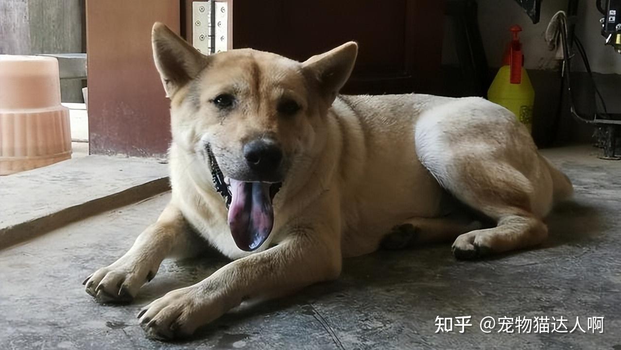 老一辈告诉你，养狗最好养土狗，真的越养越快乐！ - 知乎