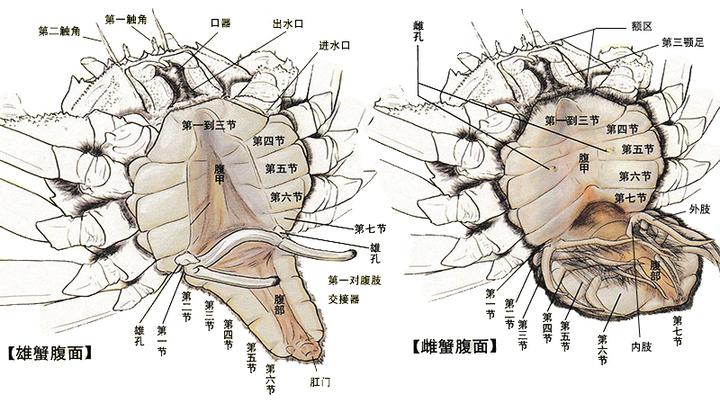 鄙视那些不懂装懂的螃蟹科普文章，我搜集大量资料写下这一篇 - 知乎