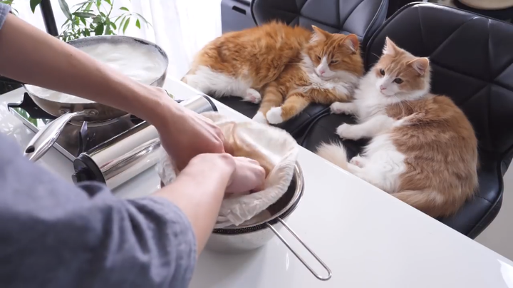 猫为什么会在人上厕所时跟着去? 17 v2 1b50ecabca002829d86736ba90e04137 720w