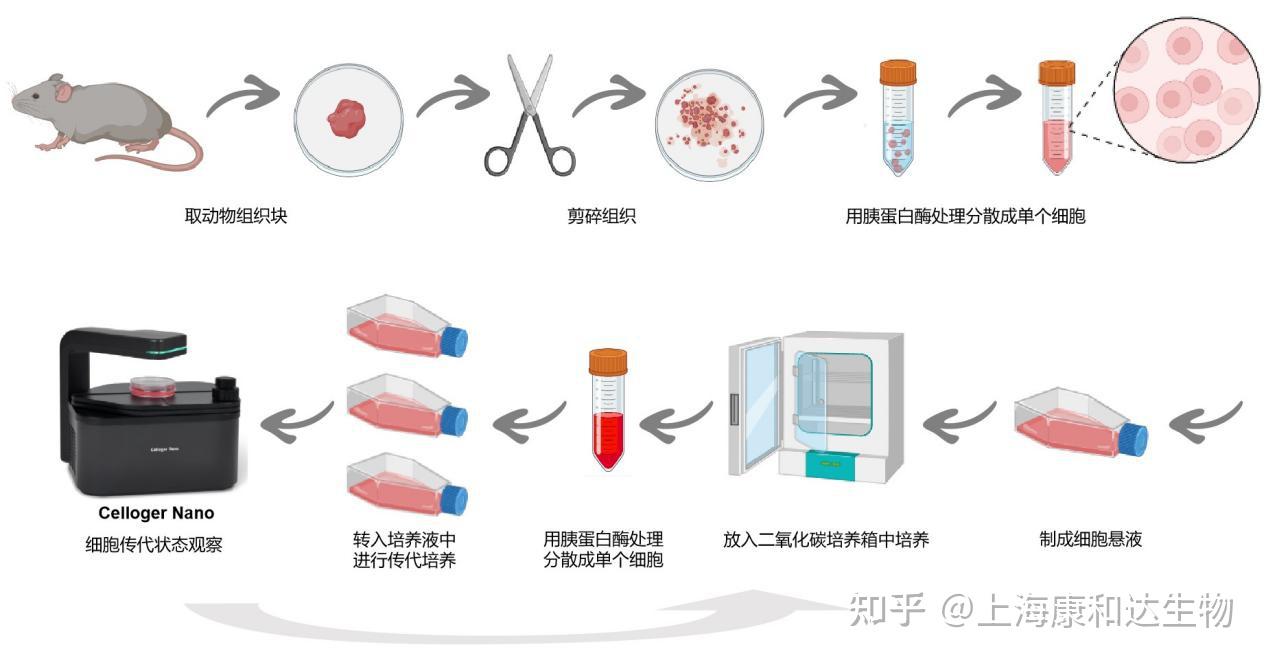 细胞培养基础实验入门指南 - 知乎