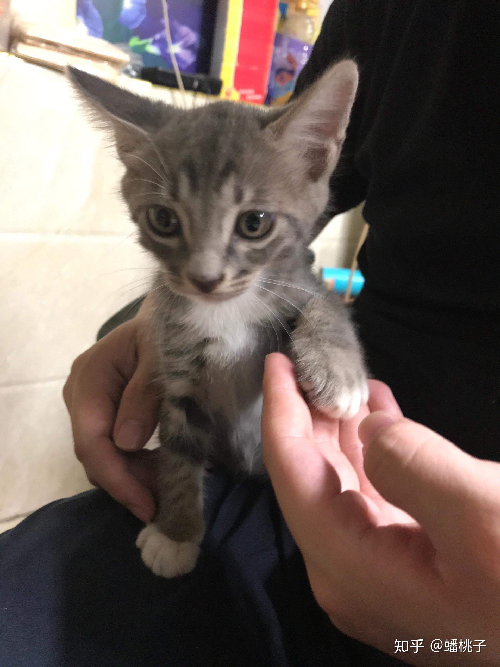 如何辨别虎斑跟狸花猫.这到底是啥玩意儿?