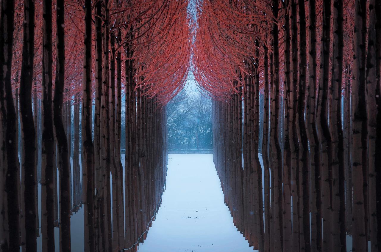 芭蕉树有什么含义是什么