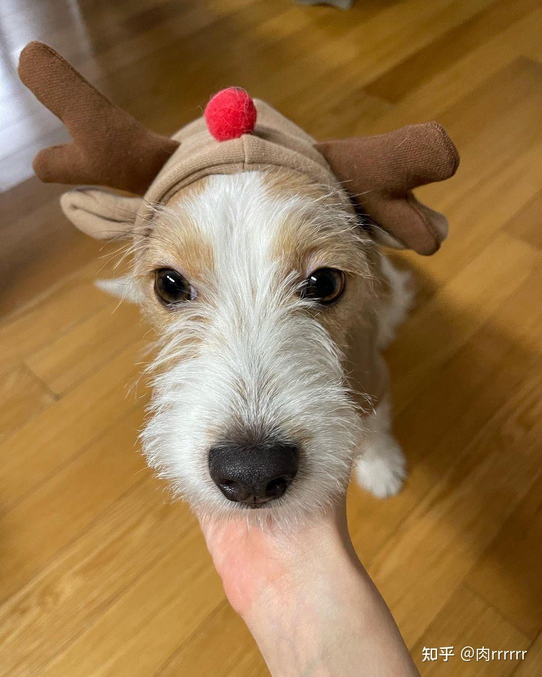 rosé朴彩英的狗狗hank究竟是什么品种的