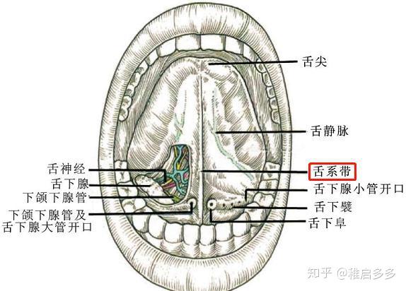 孩子口齿不清大舌头到底要不要剪舌筋