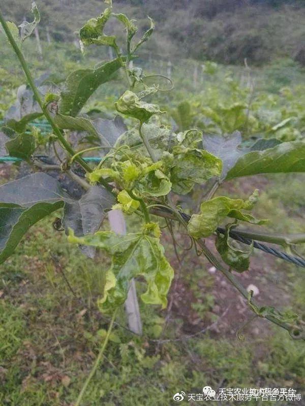 这类百香果病害发生情况,根据前人经验,农业专家,以及在永福罗汉果