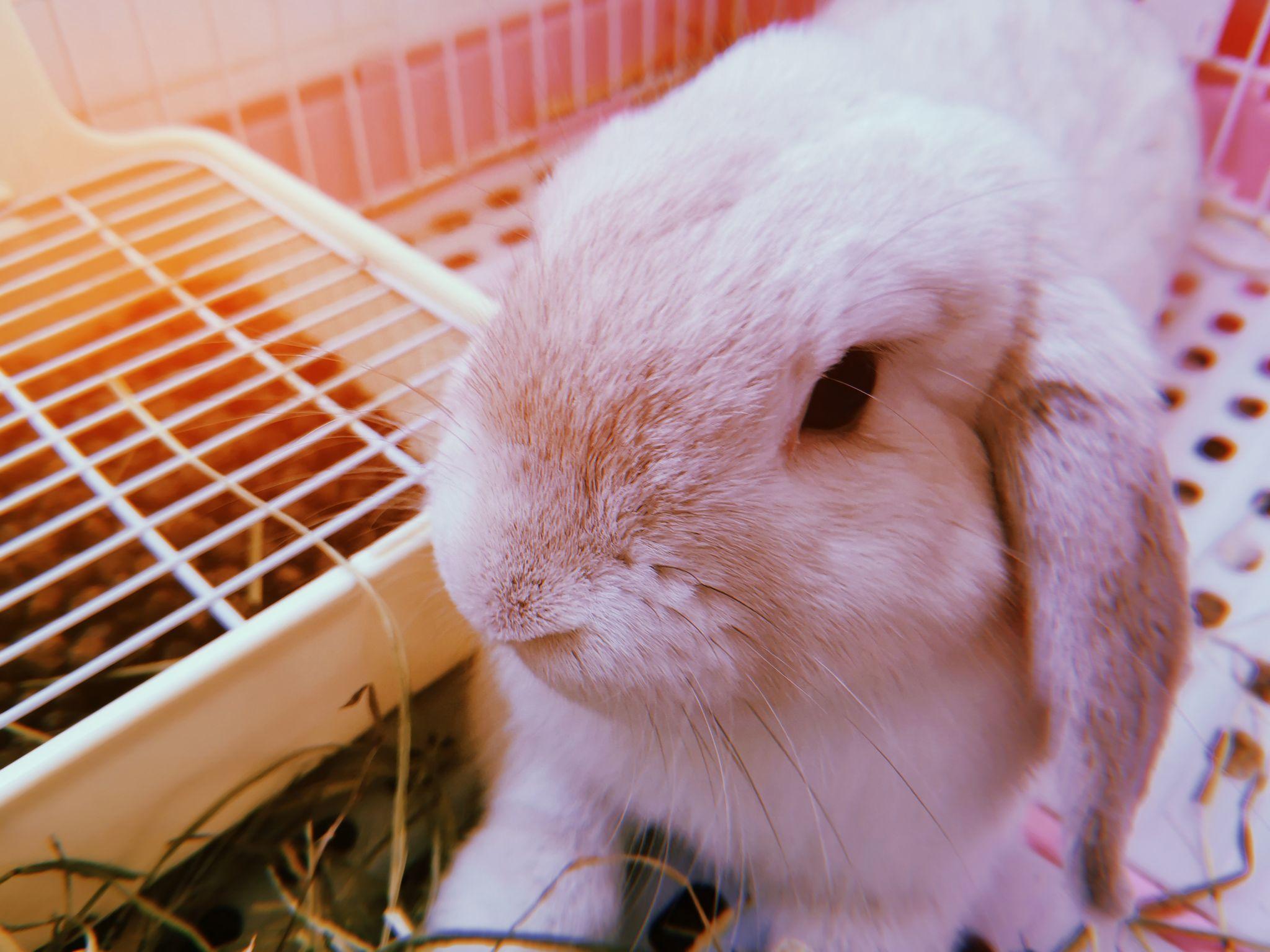 养一只很卡哇伊的兔子是种什么体验呢?