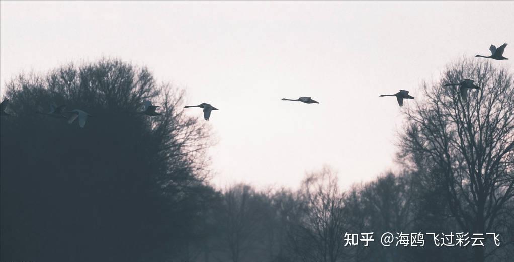 《孤雁二首·其二》 崔涂 〔唐代〕 几行归塞尽，念尔独何之。 暮雨相呼失，寒塘欲下迟。 渚云低暗度，关月冷相随。 未必逢矰缴，孤飞自可疑。 - 知乎