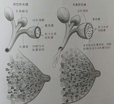哺乳期的母亲生气后母乳有毒吗