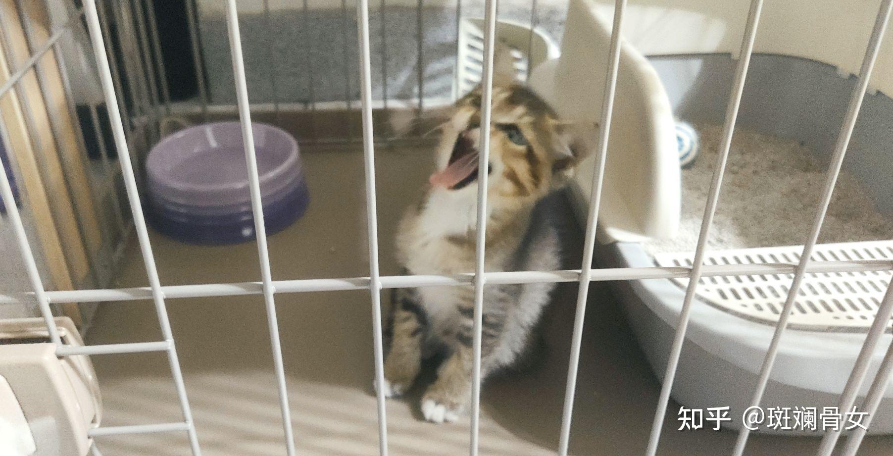 养雀猫(麻猫)是一种怎样的体验? - 知乎