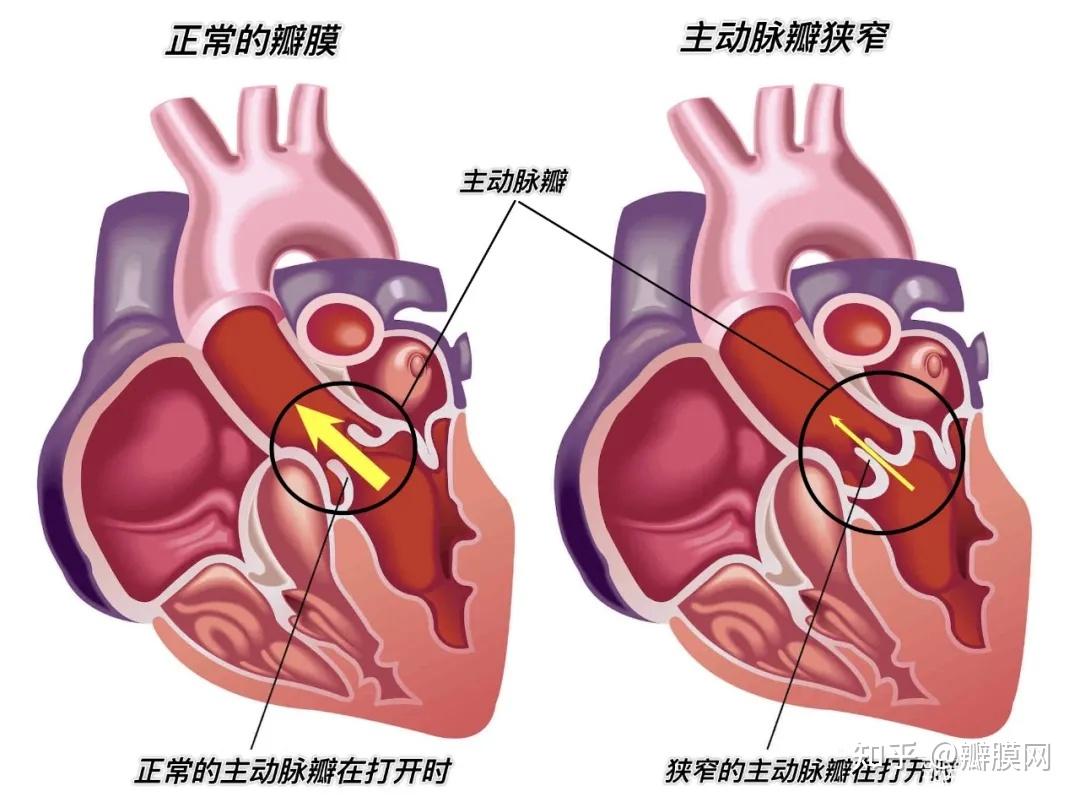 人体心脏器官设计矢量图片素材-编号24846299-图行天下
