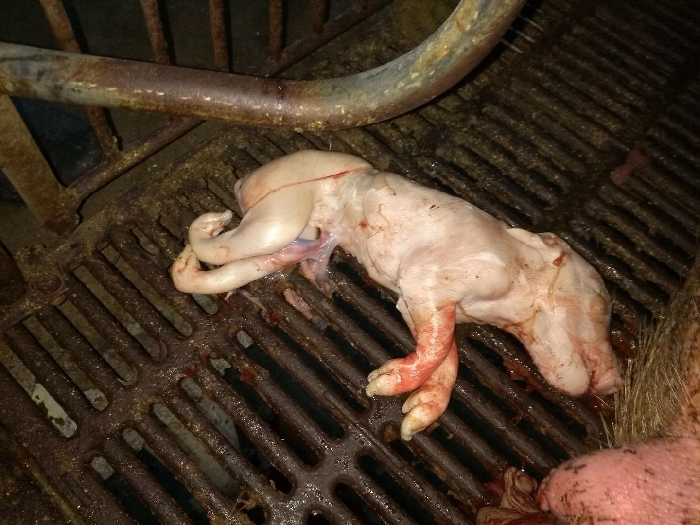 关于母猪难产那点事- 知乎