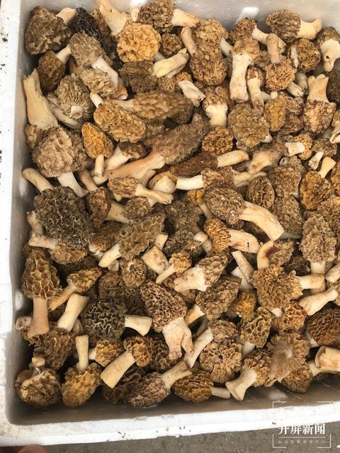 吃货注意 野生菌价格逐渐回落 记者探访昆明木水花 知乎