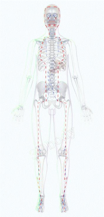 最新十四经络3d动态循行图