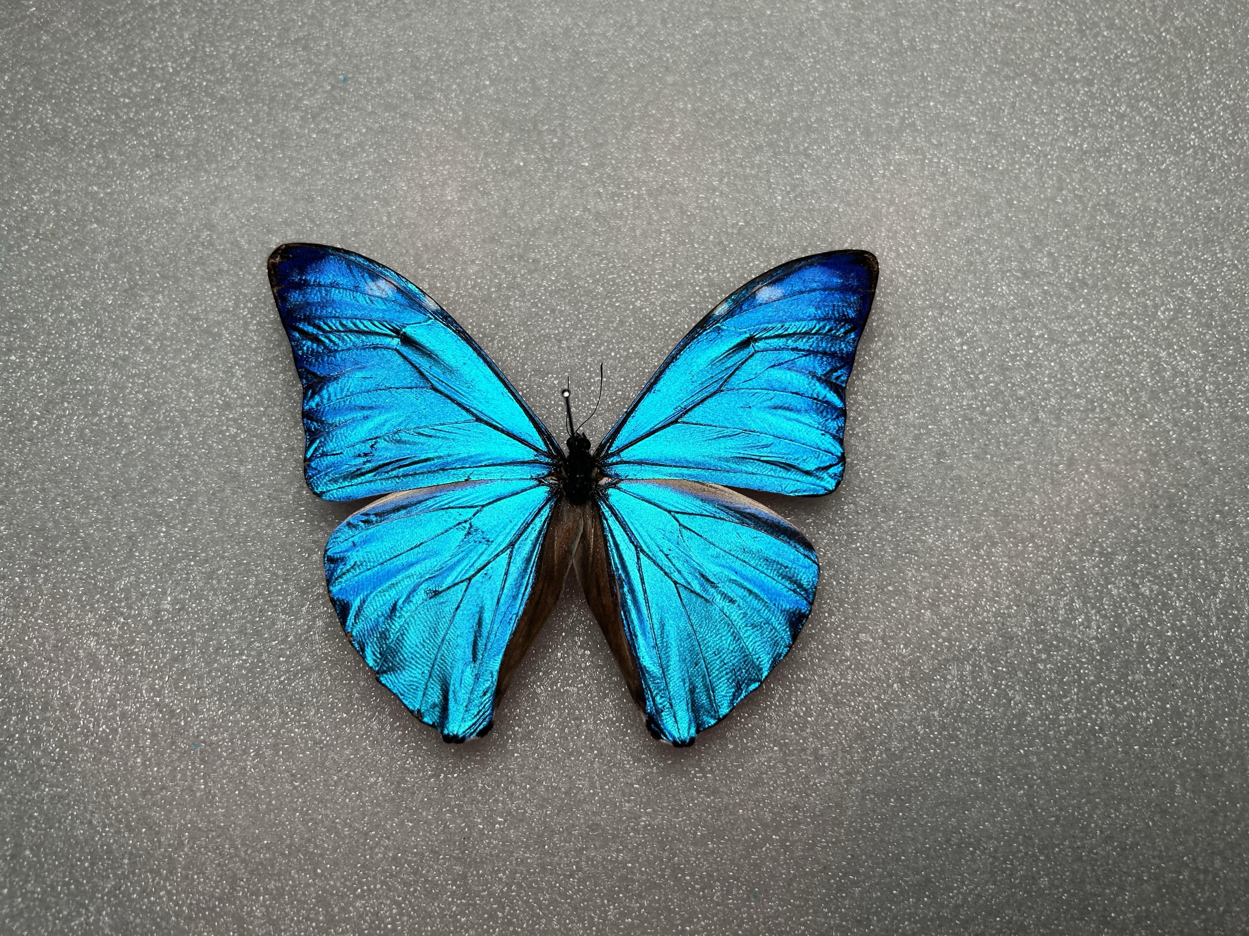 安东尼斯闪蝶和大蓝闪蝶哪个贵?