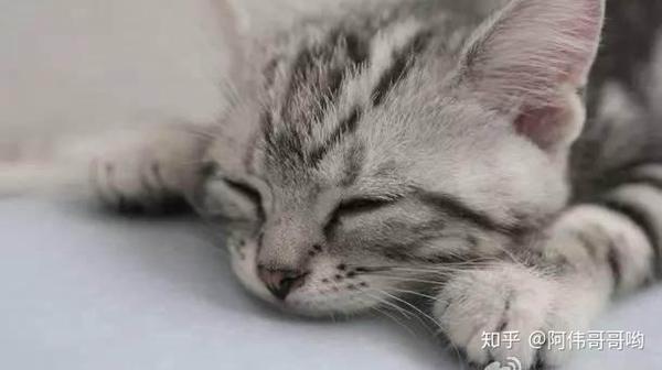 说说猫咪肾衰竭 最严重的疾病之一 知乎