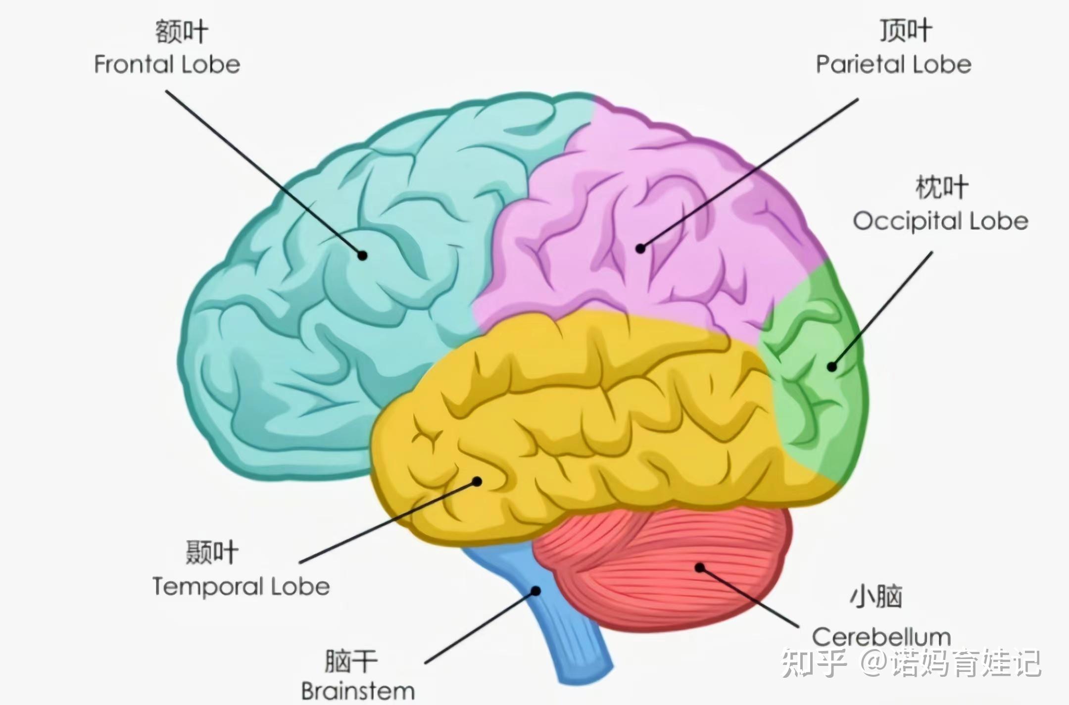 大脑的发育过程图解图片