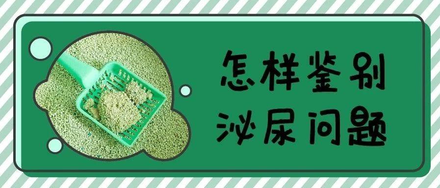 尿闭、尿血、尿淋漓，猫咪泌尿问题反反复复，可能是弄混了这3种病！ - 知乎