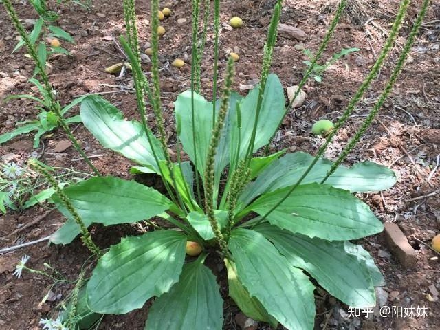 四川农村常吃的野菜