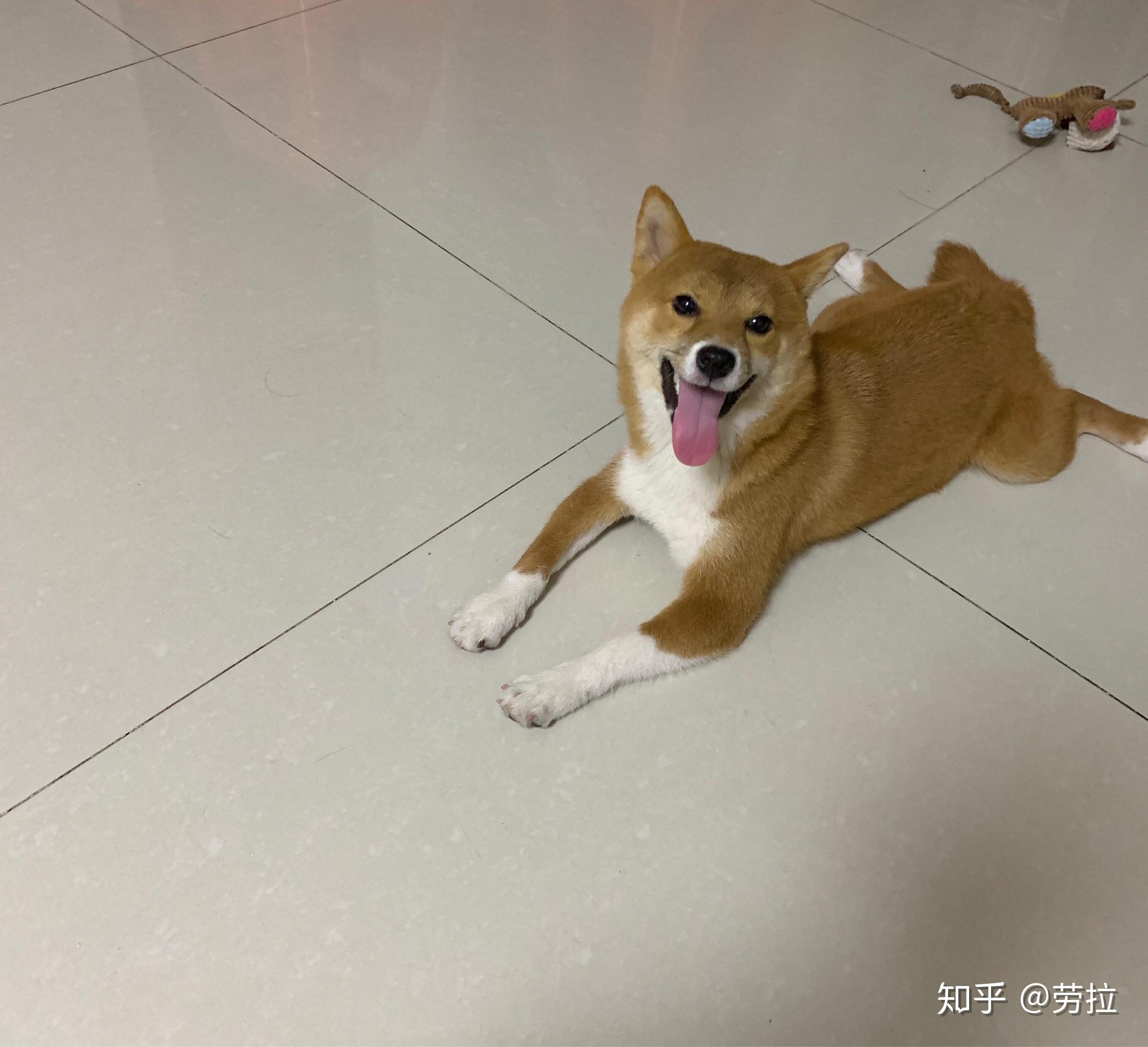 柴犬邊牧金毛哪個適合新手養