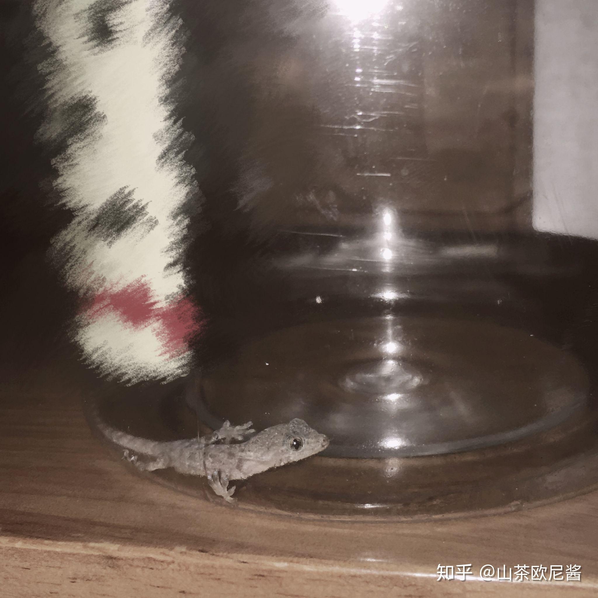 壁虎有毒吗?主要要注意它的什么东西有毒?皮肤,尿液,血还是其他?